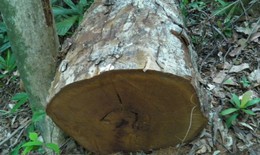 Khởi tố vụ án phá rừng tại tỉnh Quảng Bình