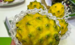 Độc đáo thanh long vỏ vàng, giá cao vẫn đắt khách