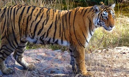 Quần thể hổ có nguy cơ tuyệt chủng của Ấn Độ đang hồi phục