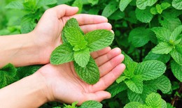 Tác dụng chữa bệnh của cây bạc hà