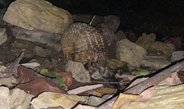 T&#225;i thả số lượng lớn t&#234; t&#234; về tự nhi&#234;n