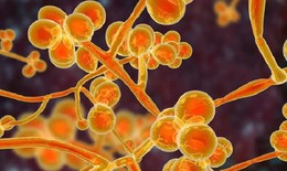 Phát triển vaccine phòng nhiễm nấm Candida
