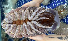 Bọ biển 4 triệu đồng một con, dân sành ăn vẫn tranh nhau mua