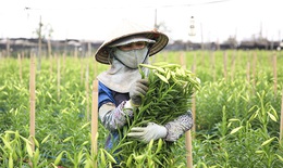 Người dân Tây Tựu tất bật thu hoạch hoa loa kèn