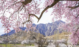 Thiên đường hoa rực rỡ, nên thơ giữa thung lũng Hunza