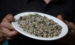 Đặc sản trứng kiến vào mùa, cẩn thận kẻo ngộ độc