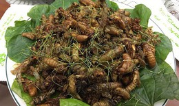 Ngộ độc sau khi ăn 10 con ve sầu rang lá chanh