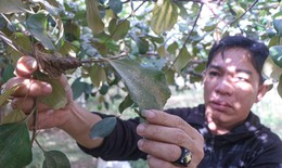 Người trồng t&#225;o ở Ninh Thuận được hỗ trợ do bụi