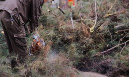 Hà Nội cắt tỉa loạt cây xanh trước mùa mưa bão