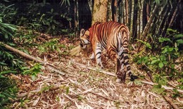 Người dân nhìn thấy thú hoang dã giống hổ ở Lâm Đồng