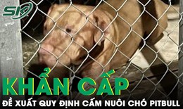 Từ vụ cụ b&#224; 82 tuổi bị ch&#243; cắn tử vong: Người d&#226;n đề xuất khẩn cấp quy định cấm nu&#244;i ch&#243; Pitbull