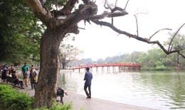 ‘Ấn định’ ngày chặt hạ 3 cây Sưa ở Hồ Gươm