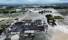 Lũ lụt kỷ lục ở Italy, nhiều trang trại chìm trong biển nước