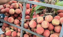 Sự thật về loại vải thiều đầu mùa được bán giá rẻ trên các tuyến phố Hà Nội?