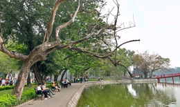 Chặt hạ cây sưa đỏ 100 năm tuổi ở hồ Hoàn Kiếm: Trồng thay thế cây gì phù hợp?