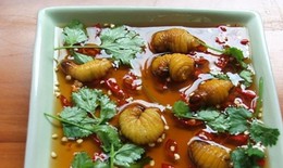 Những loại sâu bọ 'độc nhất vô nhị' đắt đỏ, thực khách săn lùng