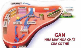 Phục hồi chức năng gan: Đừng để &quot;nước đến ch&#226;n mới nhảy&quot;!