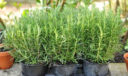 Tác dụng chữa bệnh của cây hương thảo
