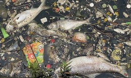Xác cá chết, rác thải bốc mùi hôi thối một góc Hồ Tây