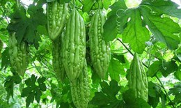 Một số b&#224;i thuốc chữa bệnh từ mướp đắng