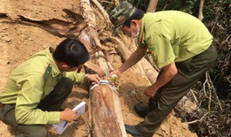 Thông tin mới vụ phá rừng tự nhiên để mở đường ở Quảng Ngãi