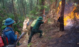 Hơn 300 người căng m&#236;nh dập lửa cứu rừng