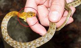 Sơ cứu ban đầu khi bị rắn cắn và cách nhận biết rắn độc, rắn không độc