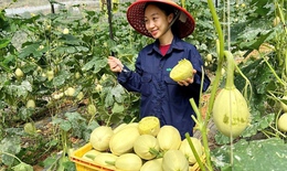 Độc lạ giống bí 'sợi mì', trồng bao nhiêu cũng không đủ bán
