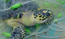 Kêu gọi không mua các sản phẩm từ rùa biển và động vật hoang dã