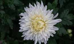 Tác dụng của hoa cúc KiKu Nhật Bản trong hỗ trợ người bị bệnh gout