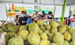 Sầu riêng đứt lứa, xuất khẩu rau quả rời đỉnh