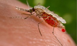 Sốt xuất huyết Dengue v&#224; bệnh Chikungunya do muỗi đốt c&#243; biểu hiện như n&#224;o?