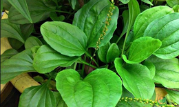 B&#224;i thuốc chữa bệnh từ c&#226;y m&#227; đề