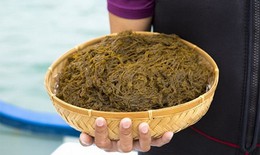Fucoidan Nano là gì? Tại sao người Nhật không sử dụng Nano trong điều chế Fucoidan?