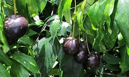 Cảnh báo về loại quả rừng giống quả cherry nhưng chứa độc tính và gây tử vong