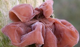 Mộc nhĩ giúp dưỡng huyết, bổ não