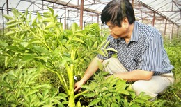 Người giữ gìn, phát triển cây dược liệu, bài thuốc quý ở Thanh Hóa