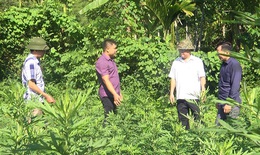 Ghi nhận sau hơn 2 năm phát triển trồng dược liệu ở Lang Chánh