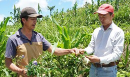 Phát triển vùng chuyên canh cây dược liệu tại Quảng Ngãi