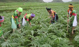 Nghịch lý trong phát triển tài nguyên dược liệu ở Việt Nam
