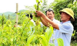 Nhân rộng diện tích, phát triển quy mô trồng cây dược liệu ở Hà Nội