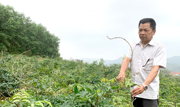 Người lưu giữ b&#225;u vật của rừng xanh Tuy&#234;n Quang