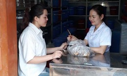Hoà Bình: Kế thừa vốn quý của y học cổ truyền trong chăm sóc sức khỏe nhân dân