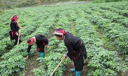 Đưa cây dược liệu thành sinh kế bền vững cho người dân miền núi