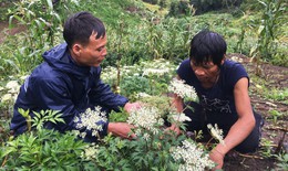 Trồng cây dược liệu trên đất hoang, đất ruộng bỏ không giúp dân thoát nghèo