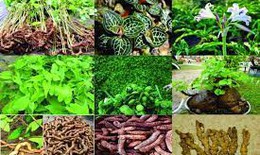 Phát triển chuỗi giá trị dược liệu bền vững gắn với du lịch