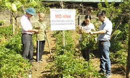 Khuyến khích doanh nghiệp, hợp tác xã đầu tư phát triển cây dược liệu