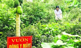 Phát triển dược liệu, thuốc cổ truyền từ dược liệu ở Thanh Hóa có nhiều mô hình hay, cách làm hiệu quả
