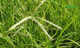 9 bài thuốc chữa bệnh từ cỏ mần trầu