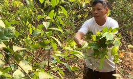 Người giữ gìn nghề thuốc nam của dân tộc Nùng